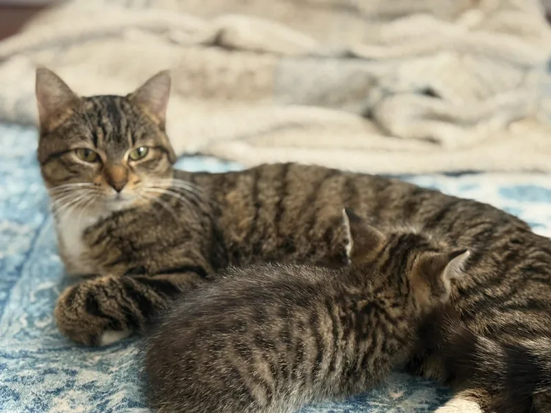 A young medium-sized female Domestic Short Hair cat named Sadie for adoption in Hull, MA
