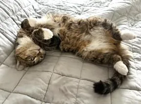 Sadie thumbnail 5