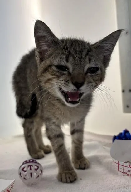 A baby small-sized male Domestic Short Hair cat named Evander for adoption in Cumming, GA