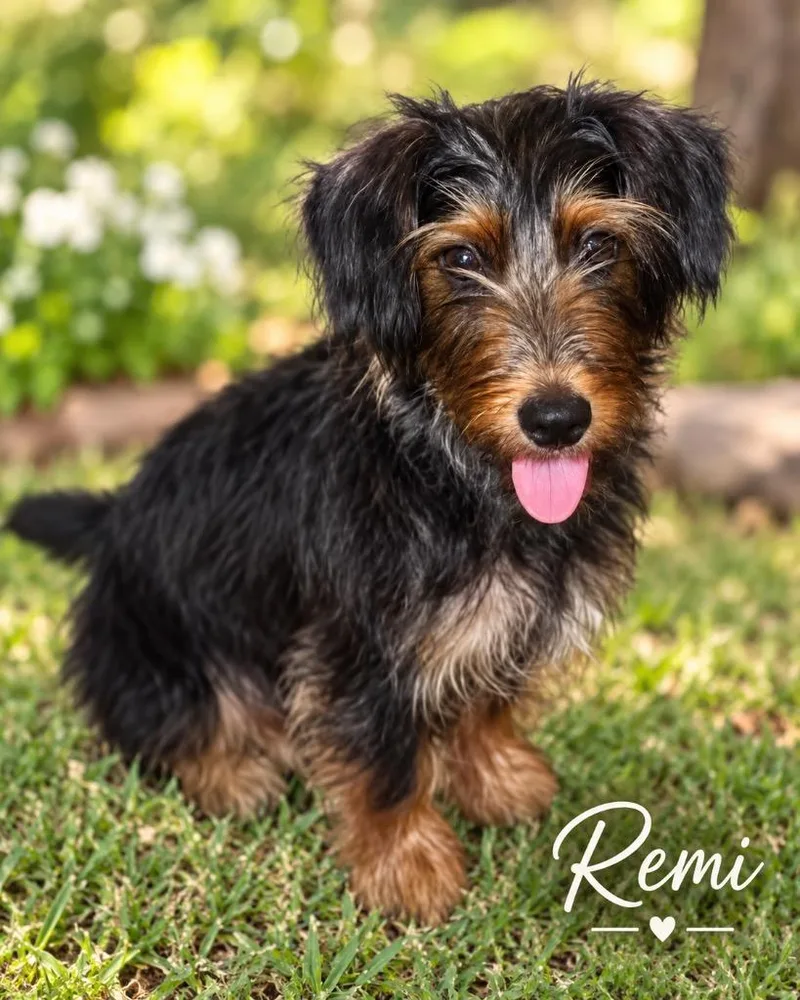 Remi thumbnail 2