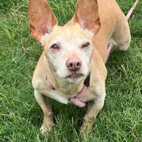 A senior small-sized male Yellow / Tan / Blond / Fawn Chihuahua dog named Trooper for adoption in Weatherford, TX