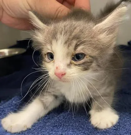A baby medium-sized male Domestic Medium Hair cat named Earl for adoption in Lampasas, TX