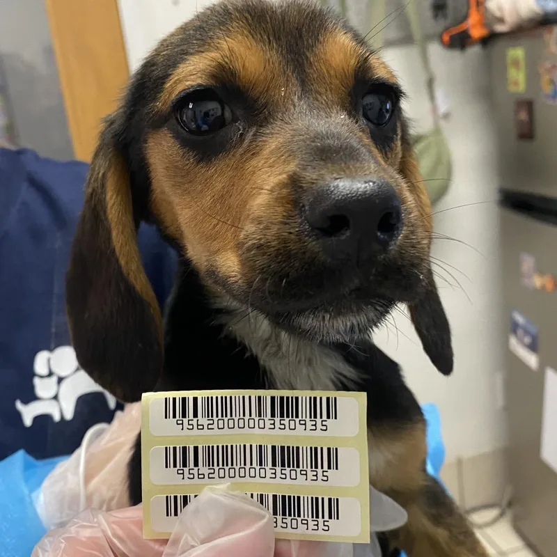 A baby small-sized female Brown / Chocolate Mixed Breed dog named Coco for adoption in Charleston, WV