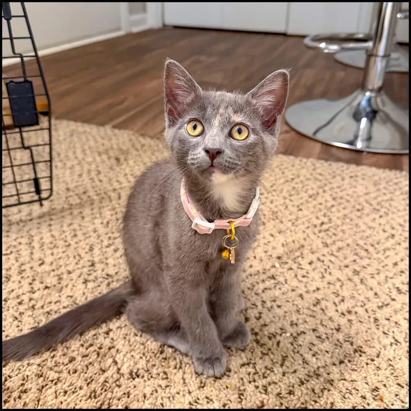 A young medium-sized female Dilute Tortoiseshell Domestic Short Hair cat named Nube for adoption in Roswell, GA