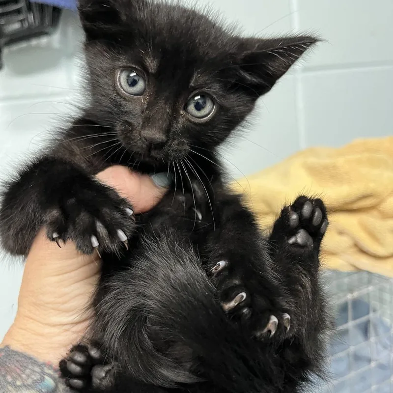 A baby small-sized male Black Domestic Short Hair cat named Fork for adoption in Leander, TX