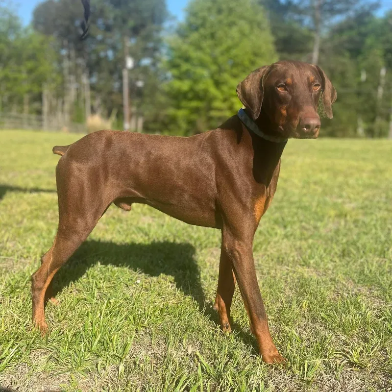 A young large-sized male Red / Chestnut / Orange Doberman Pinscher dog named Rudy for adoption in Knoxville, TN