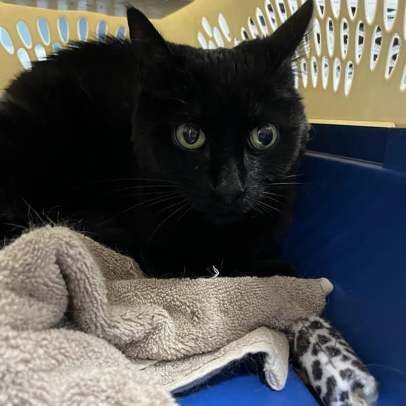 An adult medium-sized female Black Domestic Short Hair cat named Grape for adoption in Greensboro, NC