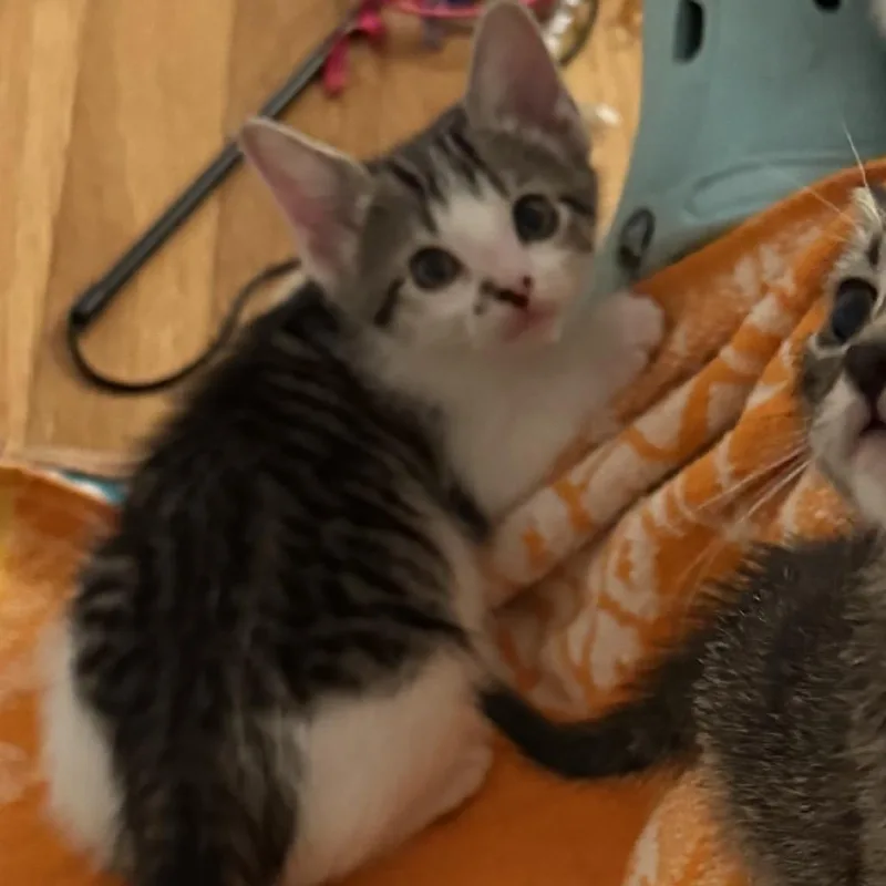 A baby small-sized female Brown / Chocolate Domestic Short Hair cat named Trix for adoption in Long Beach, CA
