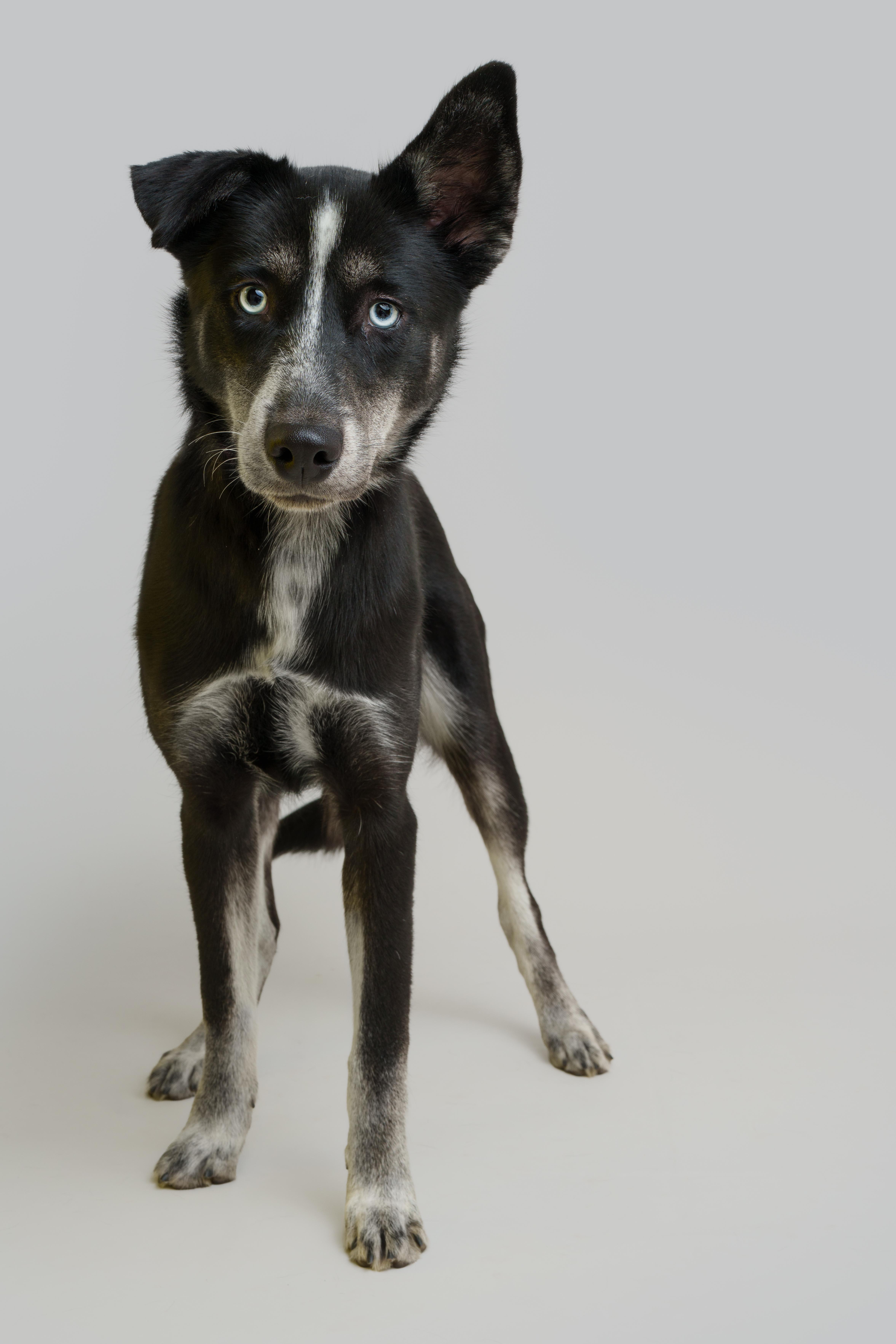 A young large-sized female Husky dog named Rosie for adoption in Southold, NY