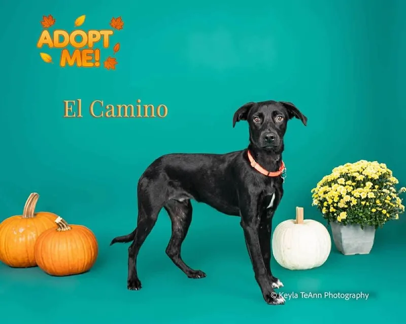 A young medium-sized male Hound dog named El Camino for adoption in Statesboro, GA