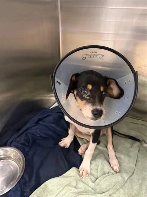 A baby small-sized female Pointer dog named Aspen for adoption in Fort Lauderdale, FL