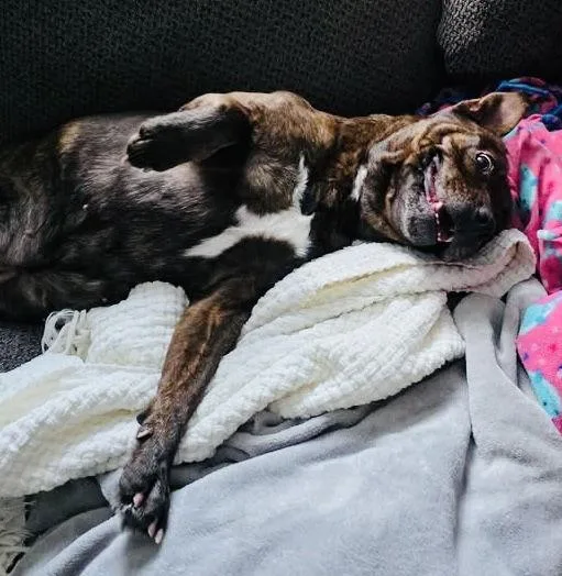 Mallow Cup thumbnail 3