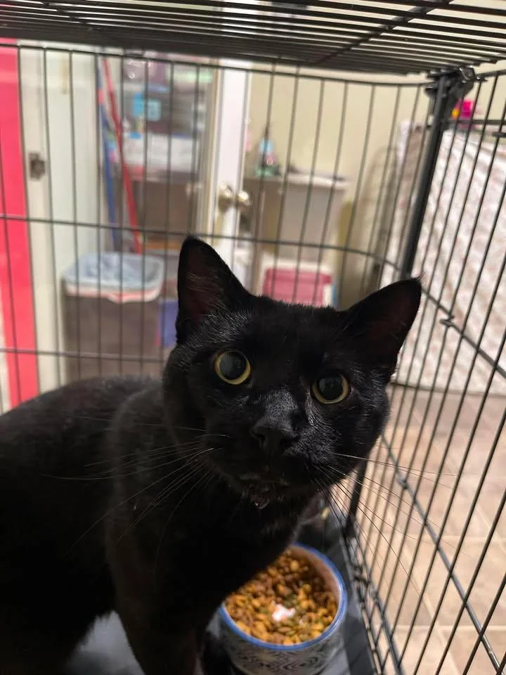 An adult large-sized male Domestic Short Hair cat named Darth Vader for adoption in Winthrop, ME