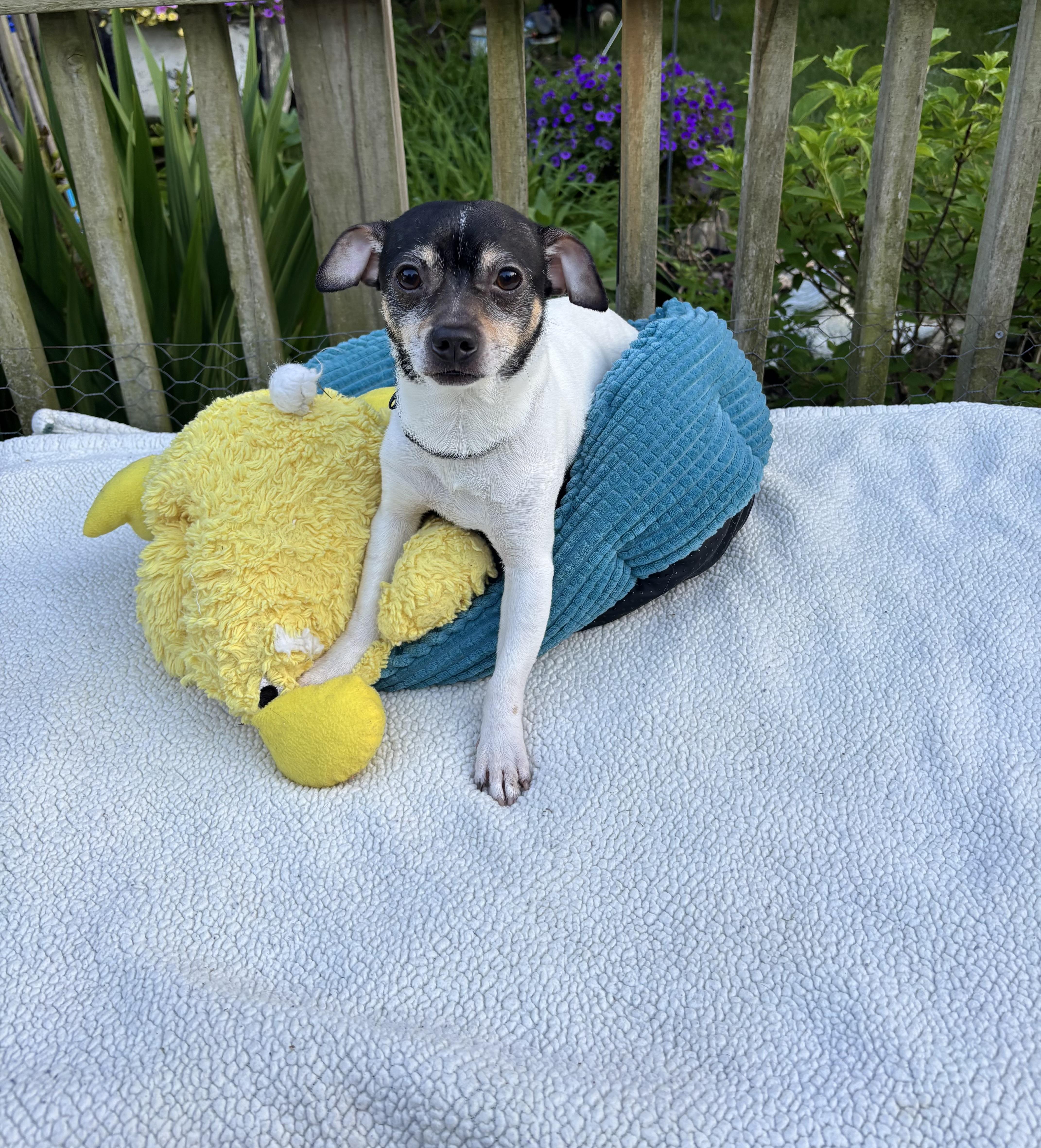 Paco thumbnail 3