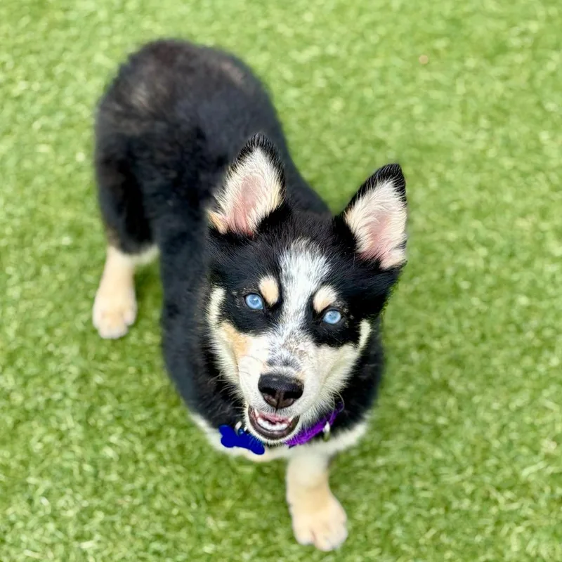 A baby medium-sized male Pomeranian dog named Rutledge for adoption in Columbia, IL