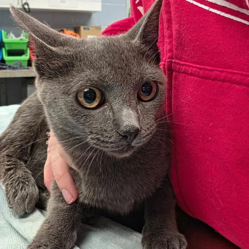 A young medium-sized female Gray / Blue / Silver Domestic Short Hair cat named Emotional Damages for adoption in Martinsville, VA