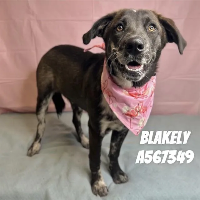 Blakely