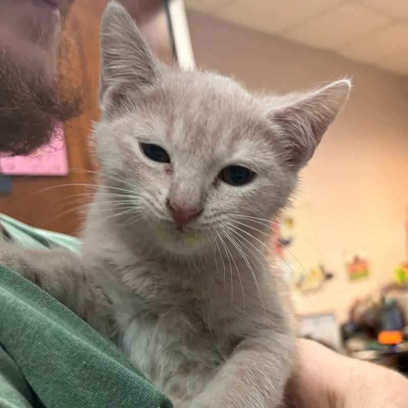 A baby small-sized male Buff / Tan / Fawn Domestic Short Hair cat named Powerade for adoption in Columbus, GA