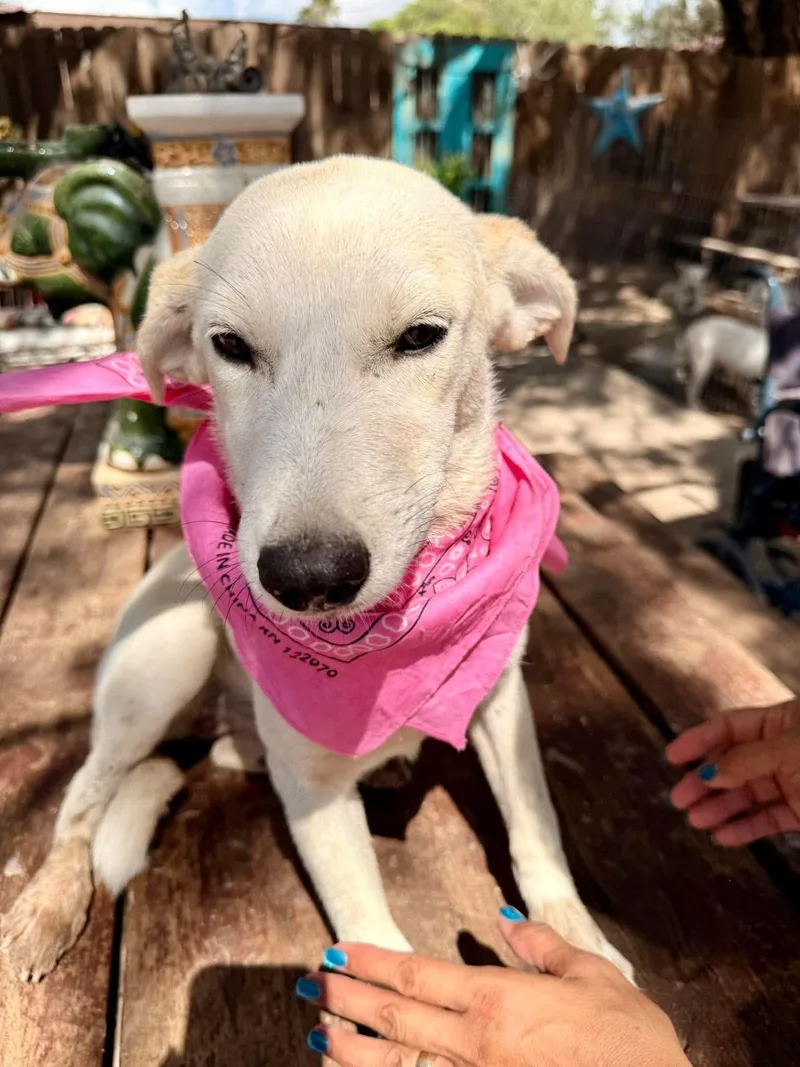 A baby medium-sized female Retriever dog named Luna for adoption in Gregory, TX