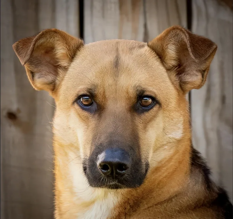 A young large-sized male Black Shepherd dog named Fern for adoption in Tomball, TX