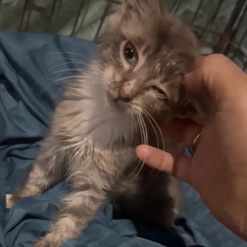 Mr. Fluffy