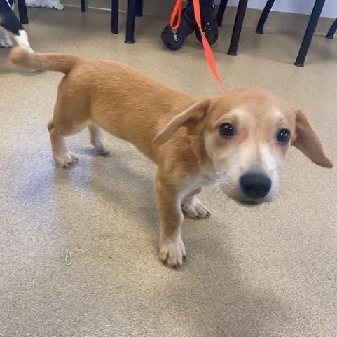 A baby small-sized male Golden Cardigan Welsh Corgi dog named Oliver for adoption in West Palm Beach, FL