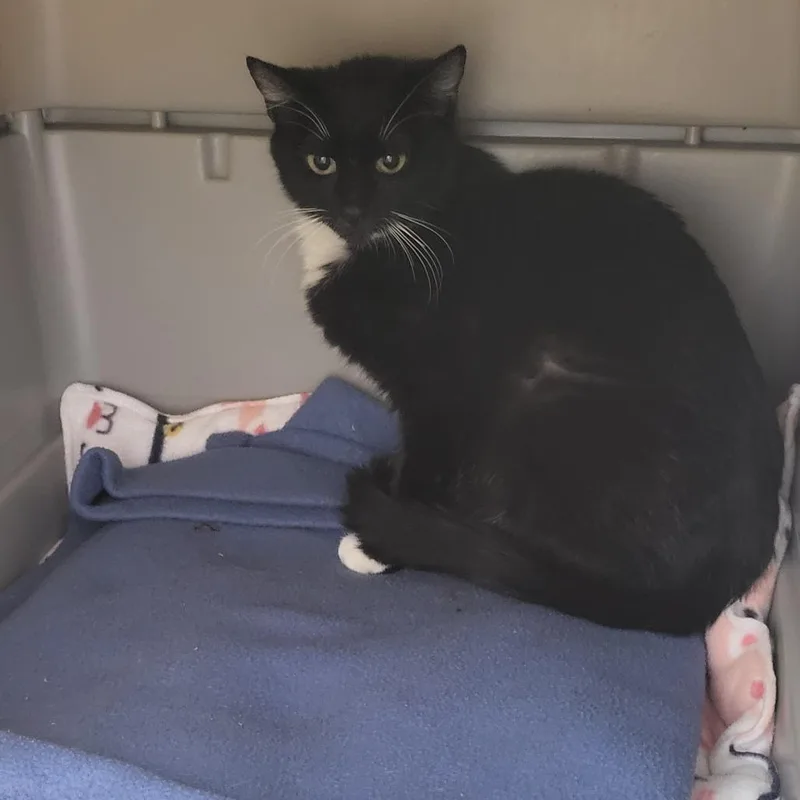A young small-sized female Black Domestic Short Hair cat named Guitar for adoption in Kanab, UT