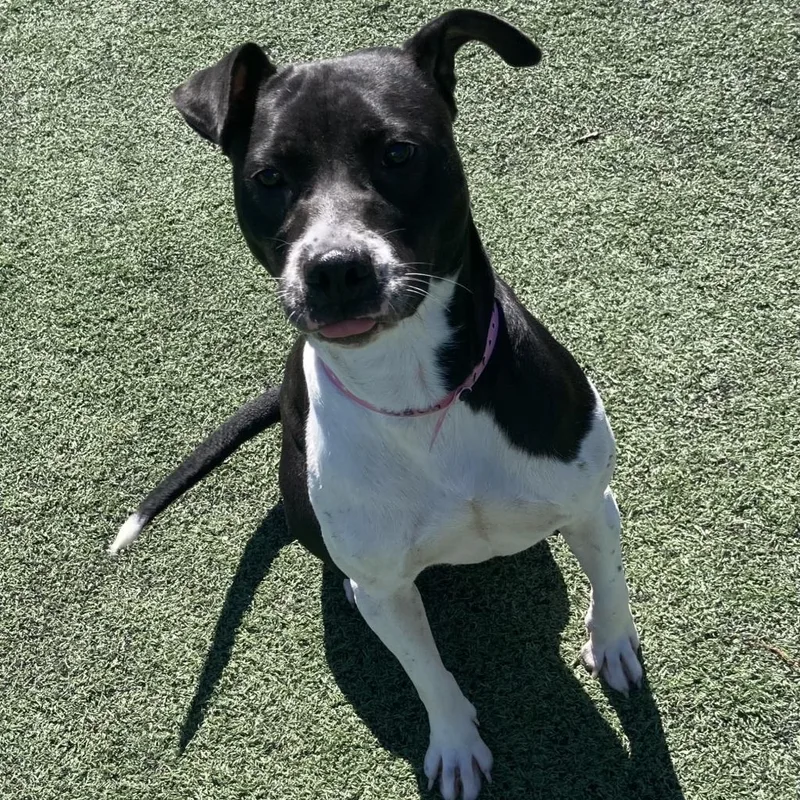 Shelbourne thumbnail 2