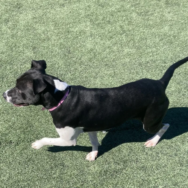 Shelbourne thumbnail 3