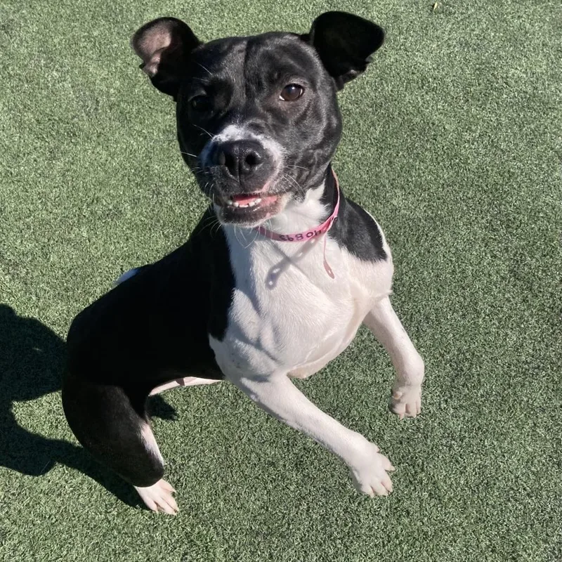 Shelbourne thumbnail 4