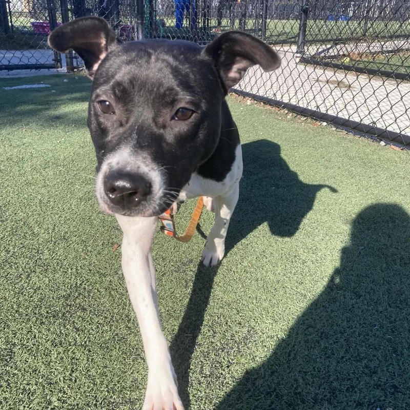 Shelbourne thumbnail 5