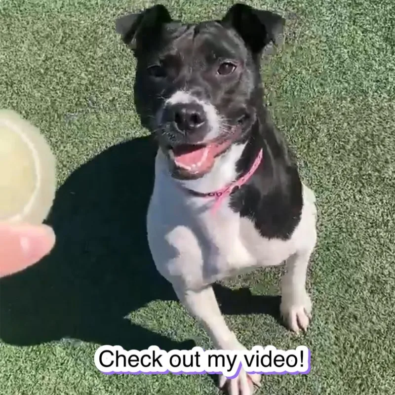 Shelbourne thumbnail 6