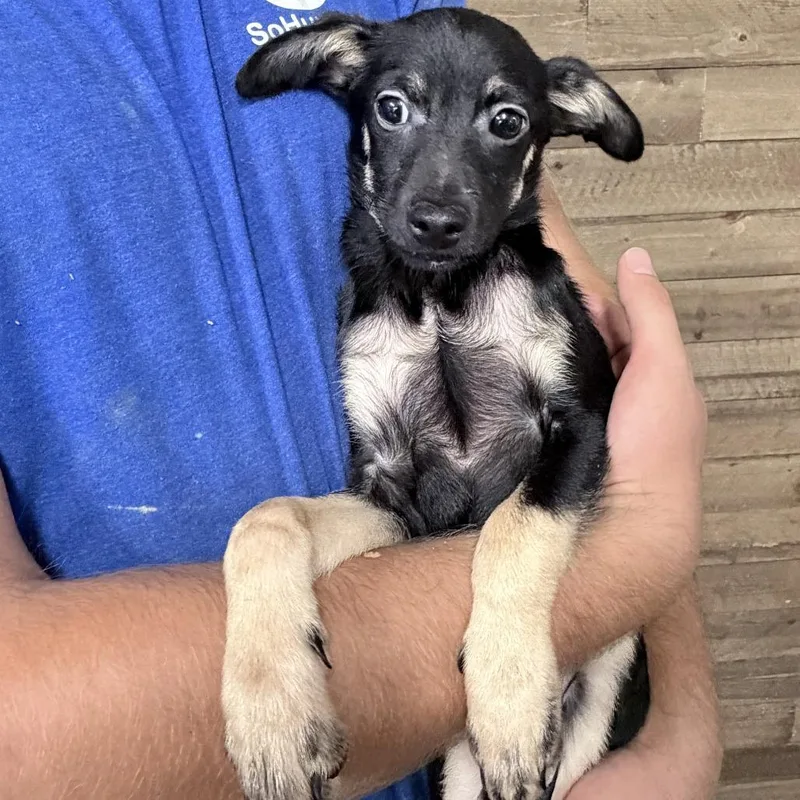 A baby small-sized male Black Mixed Breed dog named Ash for adoption in Medford, OR