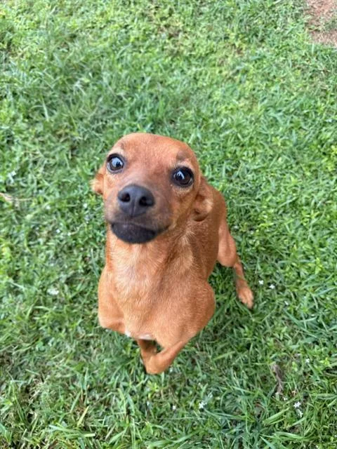 An adult small-sized female Dachshund dog named Meadow for adoption in Appling, GA