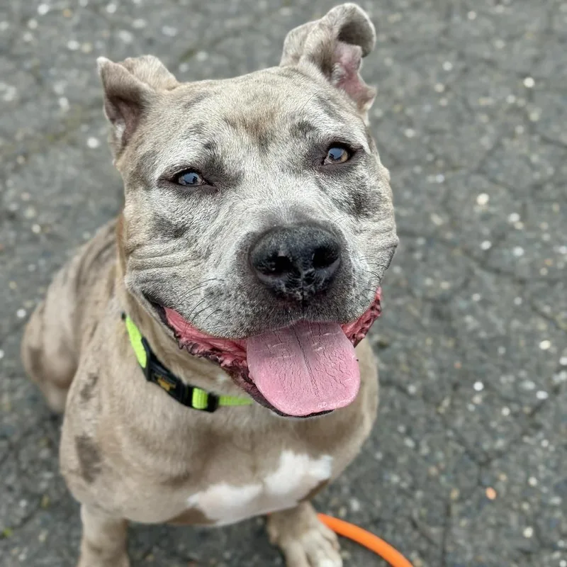 An adult medium-sized male Gray / Blue / Silver Pit Bull Terrier dog named Cooper for adoption in Tacoma, WA