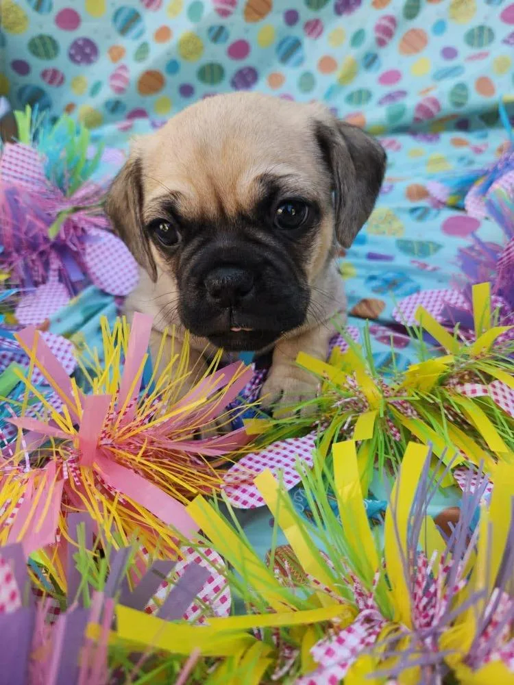 Cameroon thumbnail 2