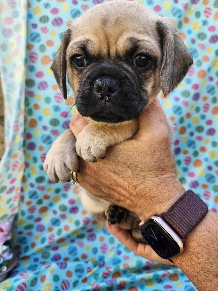 Cameroon thumbnail 3