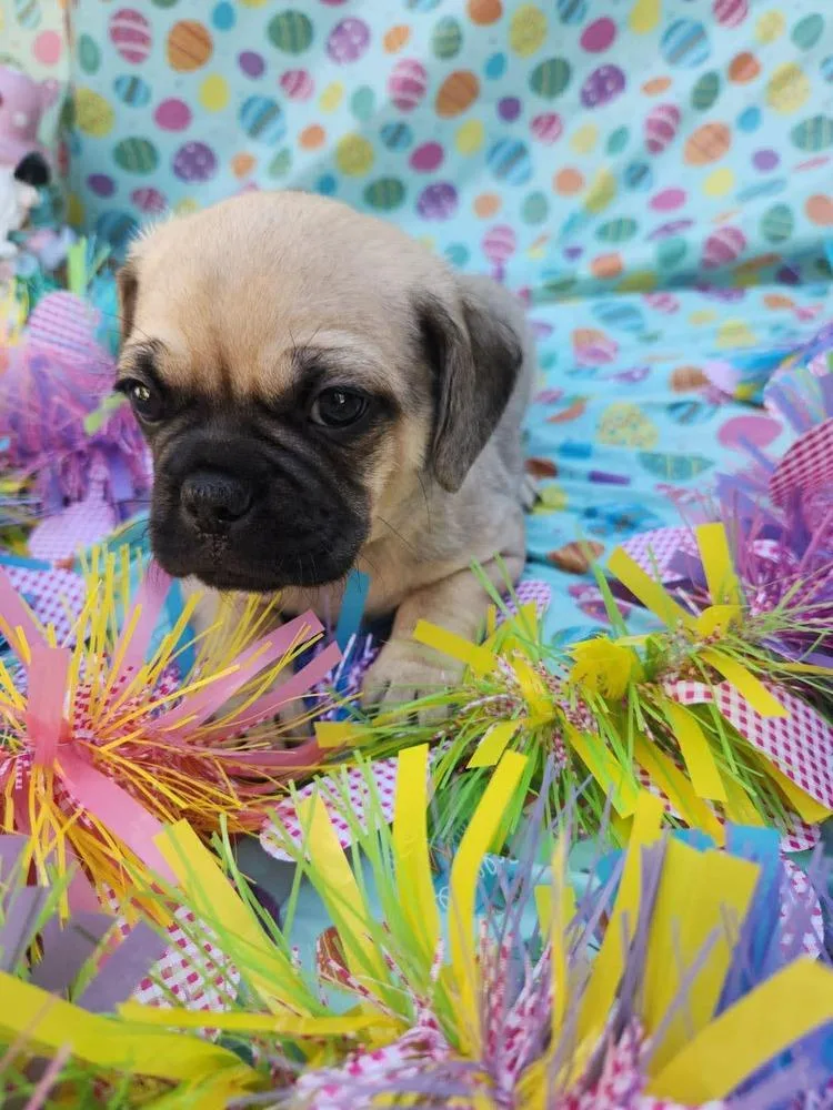 Cameroon thumbnail 5