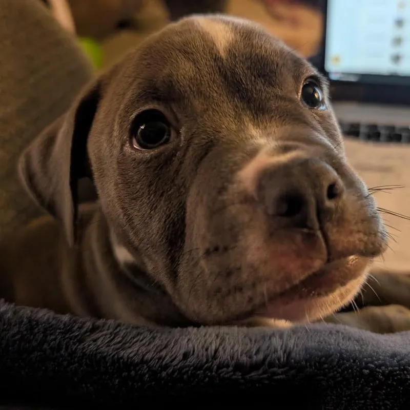 A baby small-sized male Mixed Breed dog named Sovereign for adoption in West Olive, MI