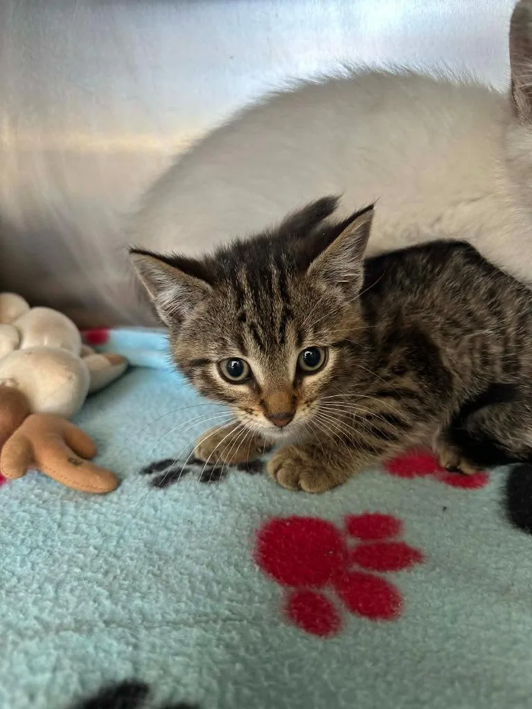 A baby small-sized male Domestic Short Hair cat named Tiger for adoption in Detroit, MI