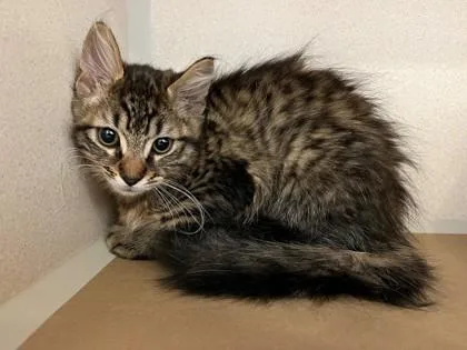 A baby small-sized male Domestic Short Hair cat named Bug for adoption in Bellevue, WA