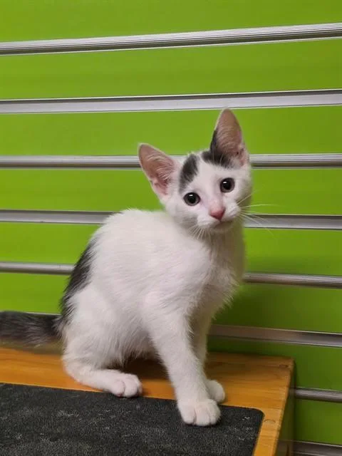A baby small-sized female Domestic Short Hair cat named Trixie for adoption in Saint Peters, MO