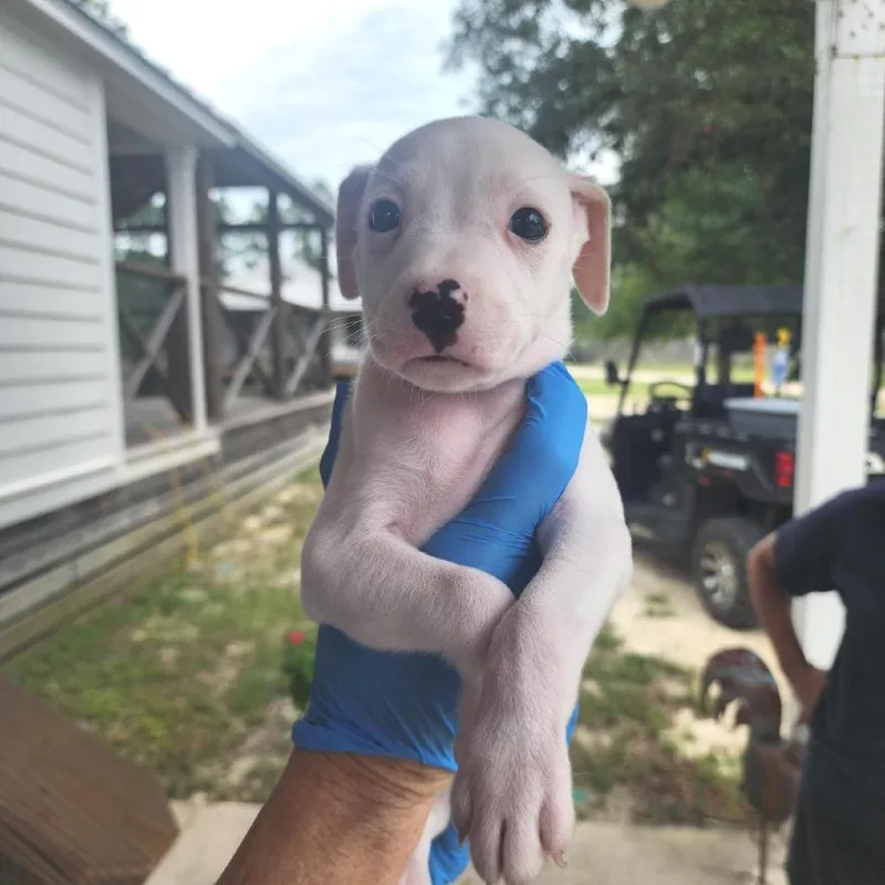 A baby medium-sized male White / Cream Mixed Breed dog named Albertson for adoption in Freeport, FL