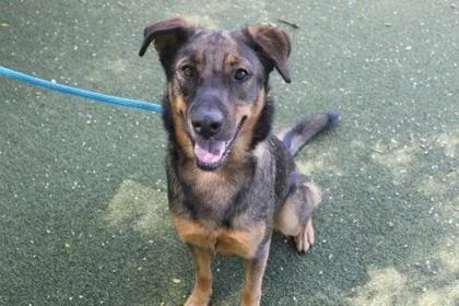 A baby medium-sized female Shepherd dog named Luna for adoption in Picayune, MS