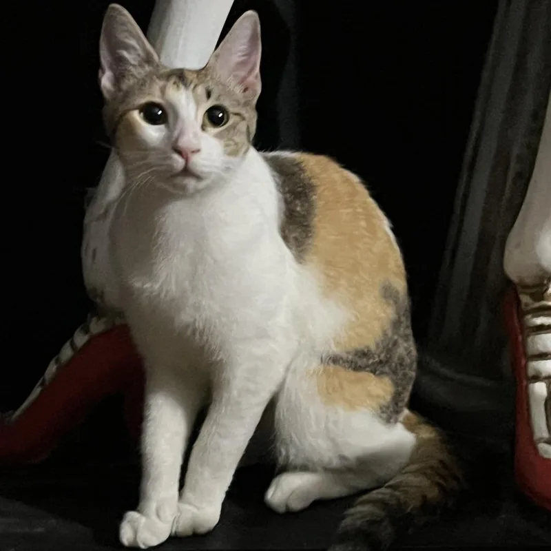Queenie thumbnail 3