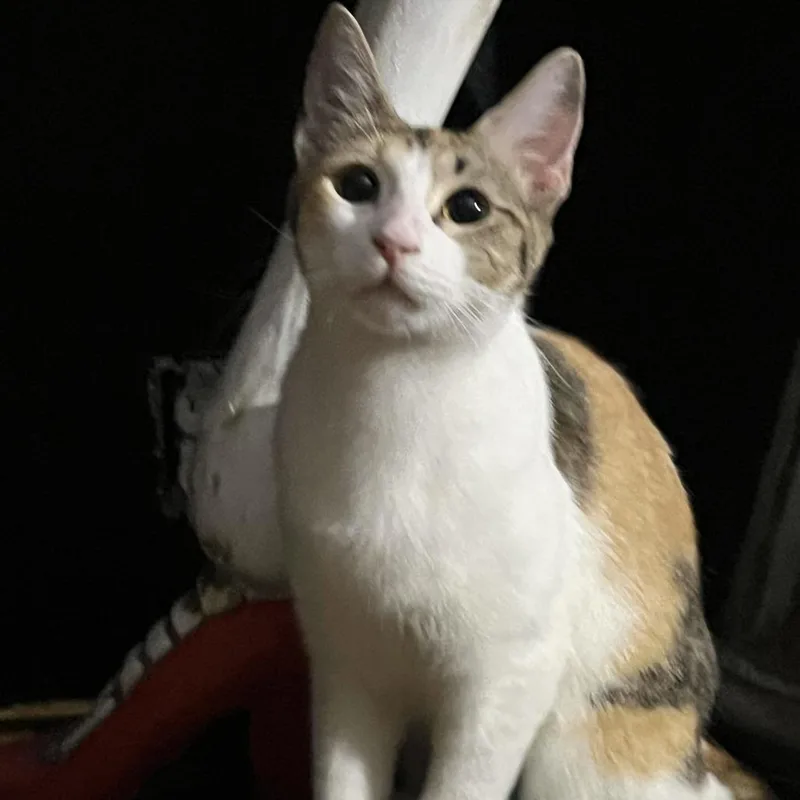 Queenie thumbnail 4