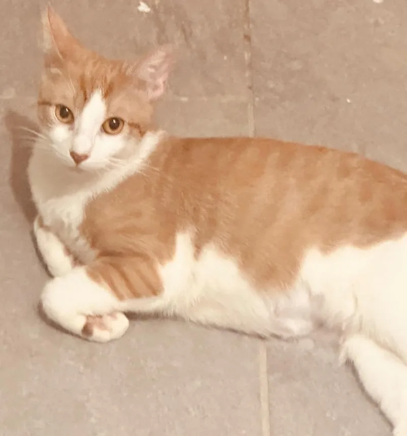 A young medium-sized female Domestic Short Hair cat named Dulce for adoption in New York, NY