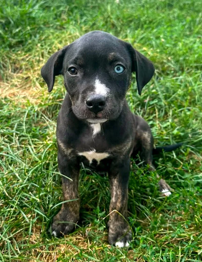 A baby medium-sized female Tricolor (Brown, Black, & White) Terrier dog named INDIE Needs a forever for adoption in Birmingham, MI