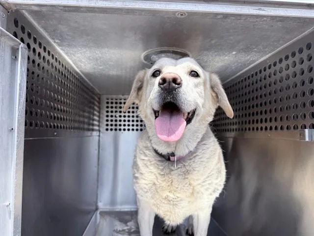 An adult large-sized female Labrador Retriever dog named Turnip for adoption in Phoenix, AZ