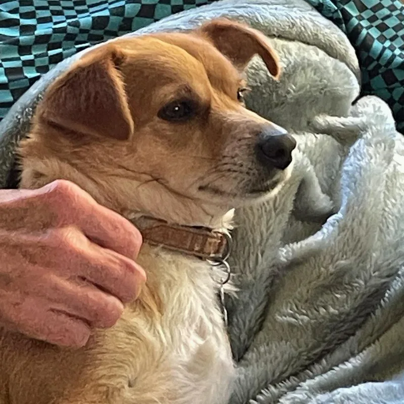 An adult small-sized female Bicolor Feist dog named Maggie for adoption in Marion, NC